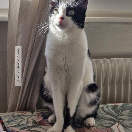 Foto 1/1 Wiedergefundene Katze Verloren in Lausanne
