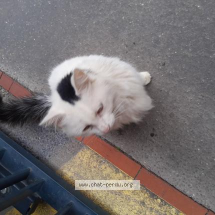 Photo 1/1 Cat reunited Found in Lyon