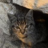 Picture of cat found at Bourg En Bresse