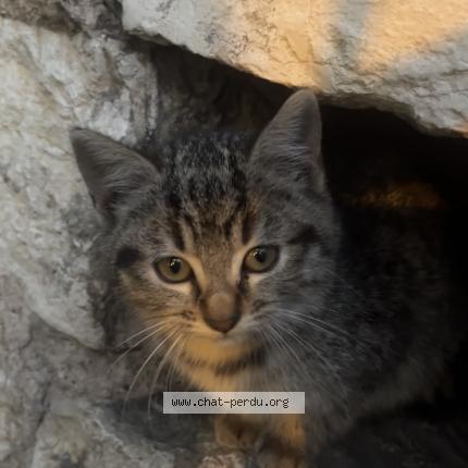 Photo 1/1 Found cat Found in Bourg en bresse