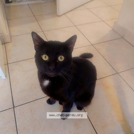 Photo 1/1 Filou Chat lost in Lyon