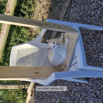 Photo 1/1 Riverdale Chat lost in Pace