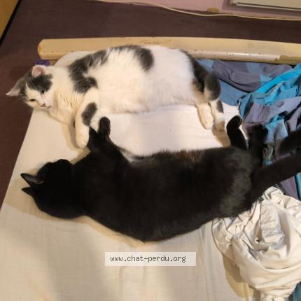 Photo 1/1 Candy Chat lost in Bas et lezat