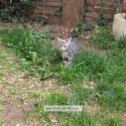 Photo 1/1 Nox Chat lost in Sotteville les rouen