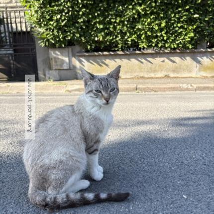 Photo 1/2 Caramel Chat lost in Noisy le sec