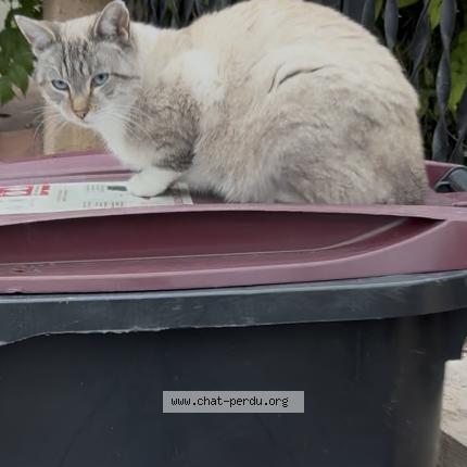 Photo 2/2 Caramel Chat lost in Noisy le sec