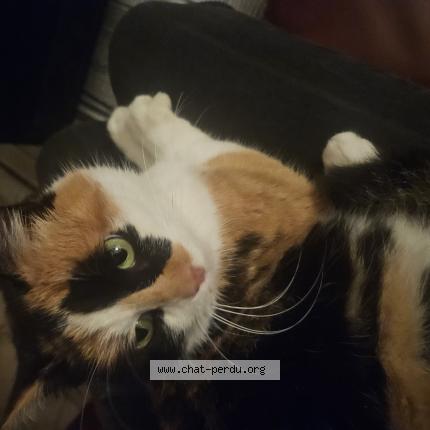 Photo 1/1 Found cat Found in Champtoceaux