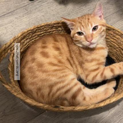 Photo 1/1 Mimi Chat lost in Toulouse