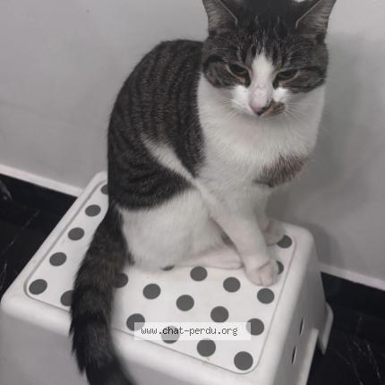 Photo 1/1 Musti Chat lost in Vilvoorde