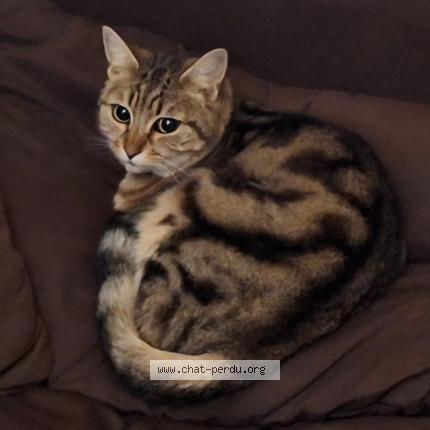 Photo 1/1 BEBESSA Chat lost in Veaugues