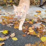 Picture of cat found at Avon