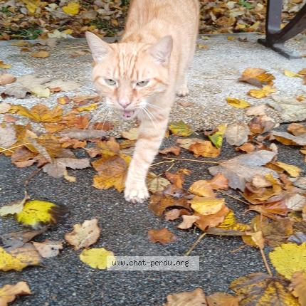 Photo 1/1 Found cat Found in Avon