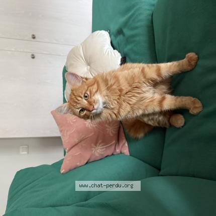 Photo 1/1 Doudou Chat lost in Hossegor