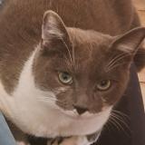 Picture of cat lost at Aubiere