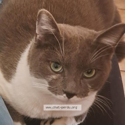 Photo 1/1 Cat reunited Lost in Aubiere