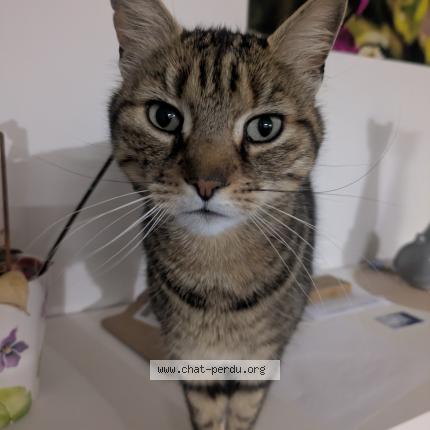 Photo 1/1 Djungo Chat lost in St laurent en grandvaux
