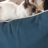 Picture of cat found at Nerac