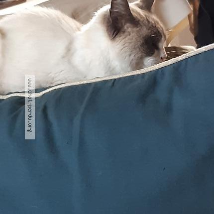 Photo 1/1 Found cat Found in Nerac