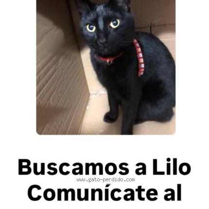 Photo 1/1 lilo Chat lost in Caba