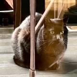 Picture of cat found at Paris