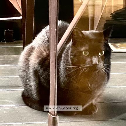 Photo 1/2 Found cat Found in Paris