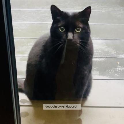 Photo 2/2 Found cat Found in Paris