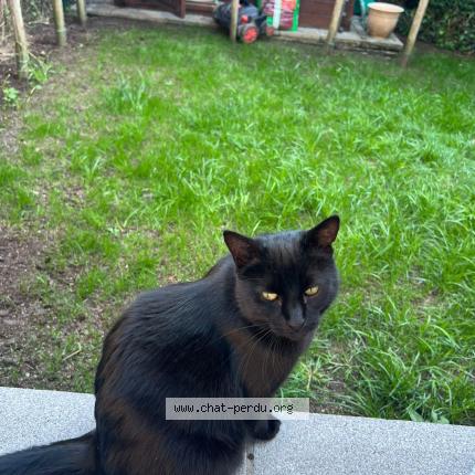 Foto 1/1 Kat teruggevonden Vermist in Ostende