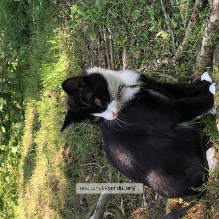 Photo 1/1 Sophie Sampson Chat lost in Brece