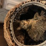 Picture of cat lost at Brive