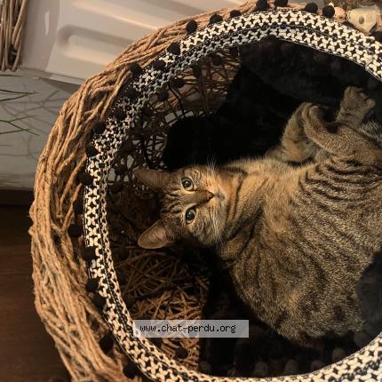 Photo 1/1 Kaline Chat lost in Brive