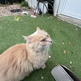 Picture of cat found at Marcoussis