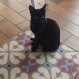 Picture of cat found at Guidel