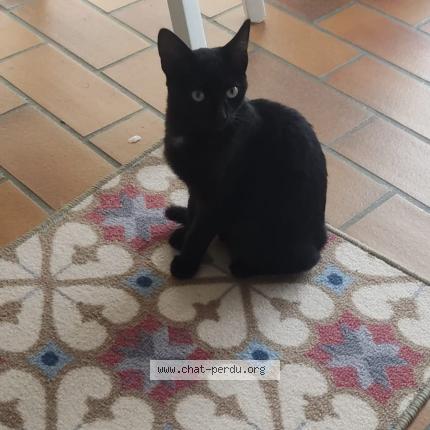 Photo 1/1 Found cat Found in Guidel