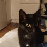 Picture of cat found at Guidel