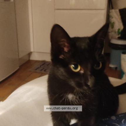 Photo 1/1 Found cat Found in Guidel