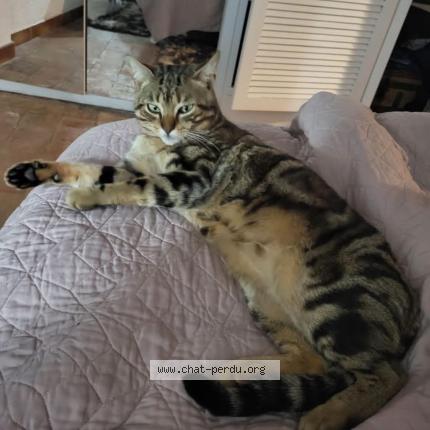 Photo 1/1 Rasta Chat lost in Vallauris