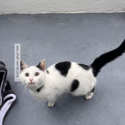 Photo 1/1 Found cat Found in Lanester