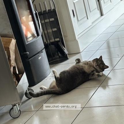 Photo 1/1 Lilas Chat lost in Argentre