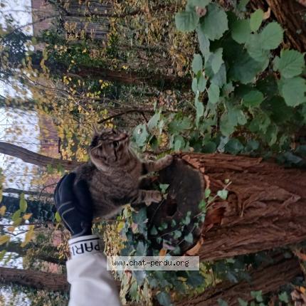 Photo 1/1 Found cat Found in Dourdan