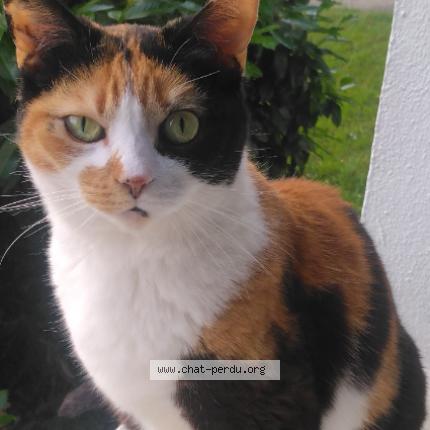 Photo 1/1 Tallulah Chat lost in Juvisy sur orge