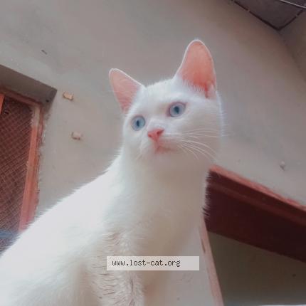 Photo 1/1 Ceindie Chat lost in Hujra shah maqueem