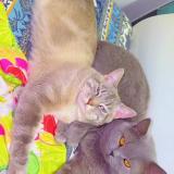 Picture of cat lost at Bondy