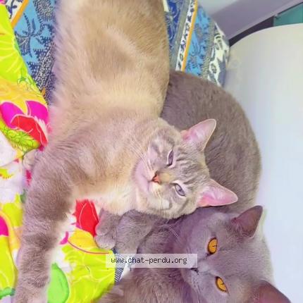 Photo 1/1 Pistache Chat lost in Bondy