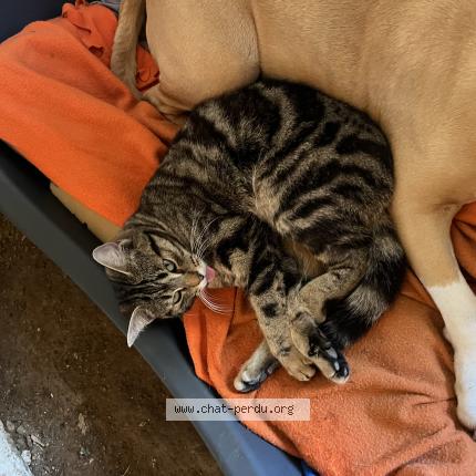 Photo 1/1 Minine Chat lost in Elven