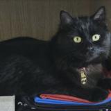 Picture of cat lost at Rang Du Fliers