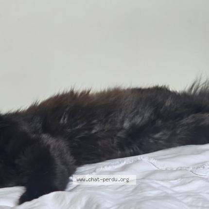 Photo 2/4 Guapa Chat lost in Rang du fliers