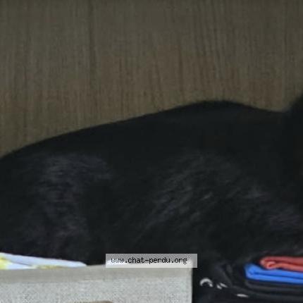 Photo 3/4 Guapa Chat lost in Rang du fliers