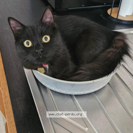 Photo 4/4 Guapa Chat lost in Rang du fliers