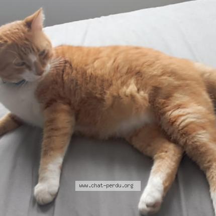 Photo 1/1 Mozart Chat lost in Lorient