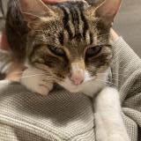 Picture of cat found at Rennes